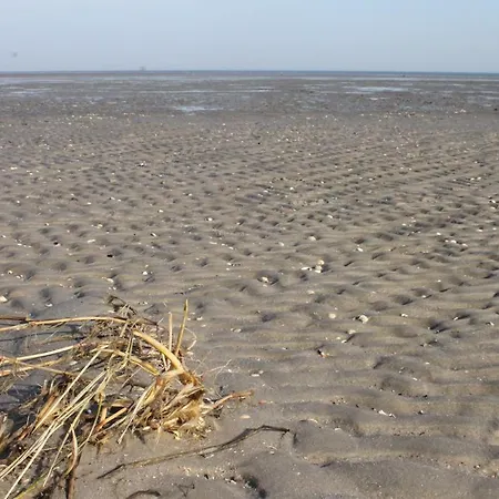 Schwarzer Adler Jever