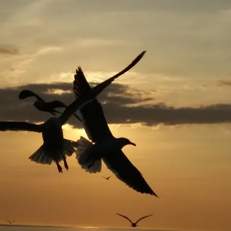 Schwarzer Adler 3* Jever